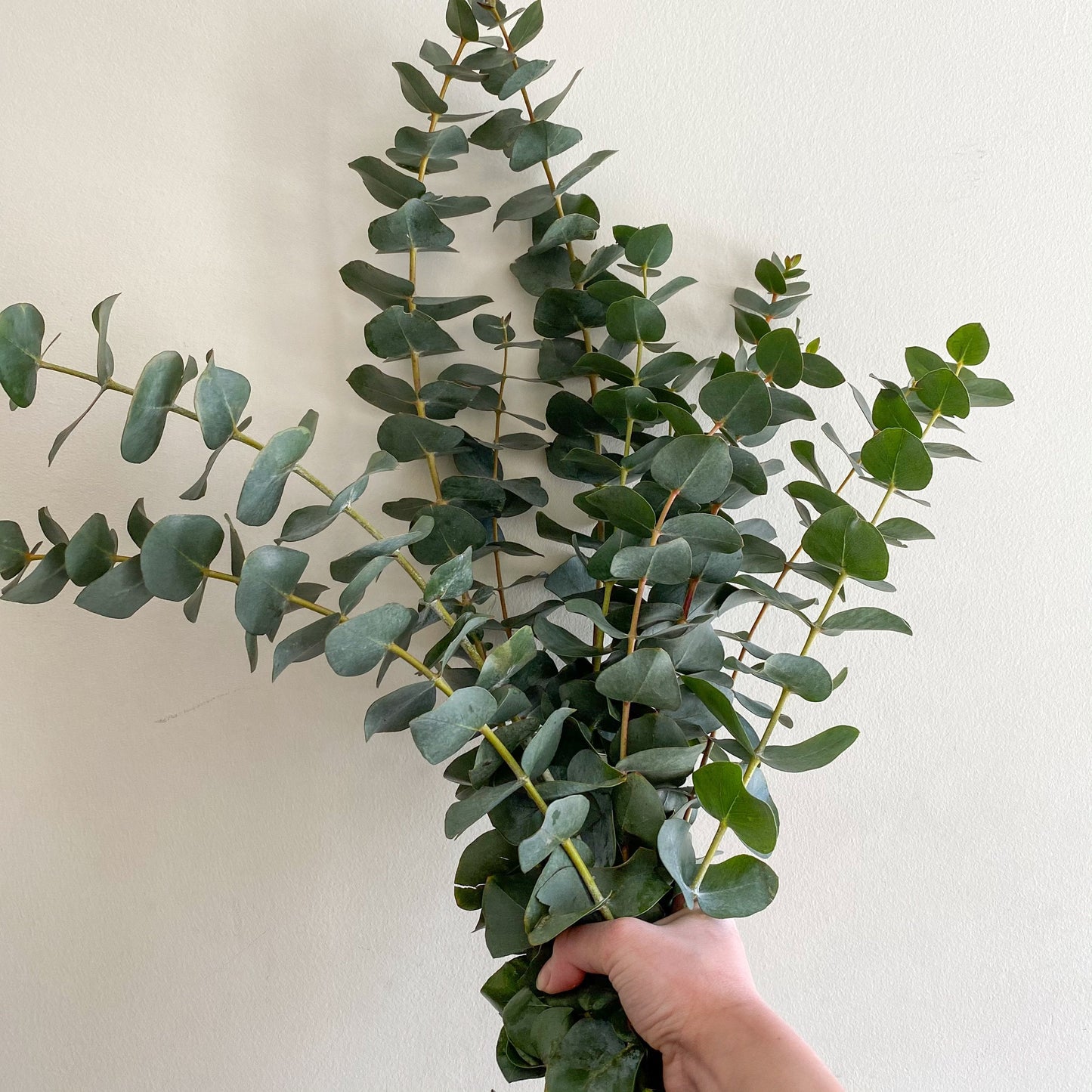 🌿Eucalyptus Bunches🌿 - Brave Blooms